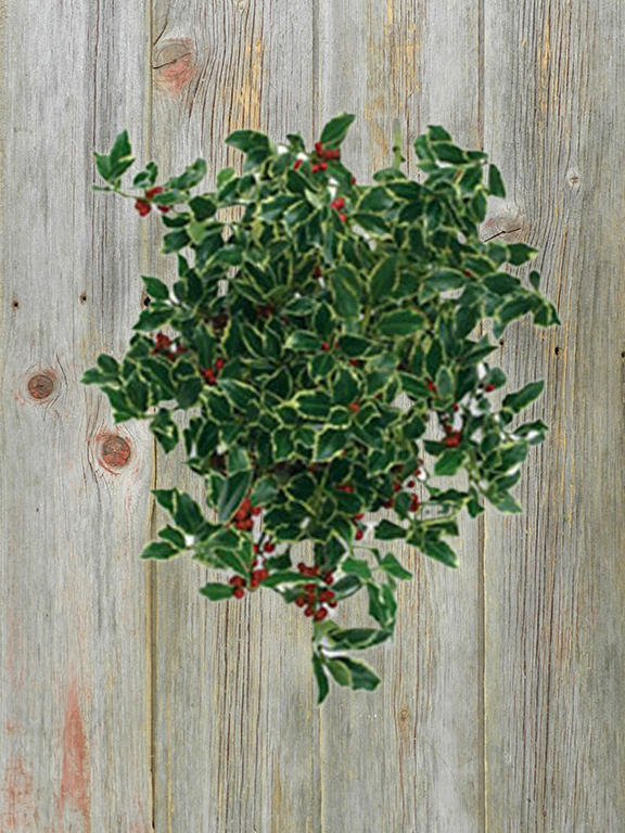 HOLLY 10# CASE  VARIGATED CHRISTMAS GREENS